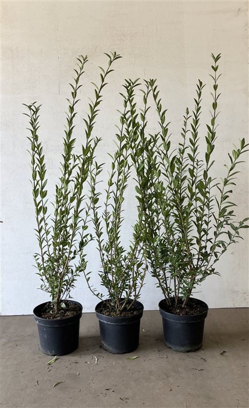 Ligustrum vulg. 'Atrovirens' - C5 100-125 CM